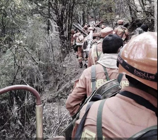 ֵ��������Ϊ��ɽ��ɭ�ֻ��������ѵ�Ӣ���ǹ������