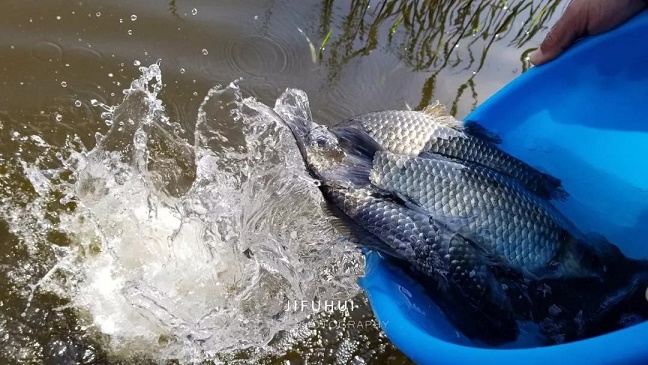 明日,积福慧启建己亥年第九期放生法会!随喜参加! 明日,积福慧启建己亥年第九期放生法会!随喜参加!