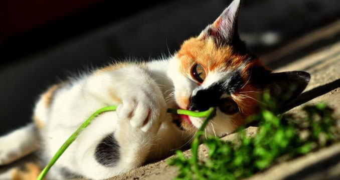 <a href=http://ss.zgfj.cn/ target=_blank class=infotextkey>��ʳ</a>��11������ô���֪����.jpg