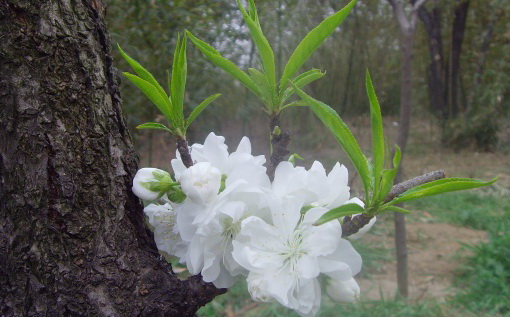 <a href=http://ss.zgfj.cn/ target=_blank class=infotextkey>��ʳ</a>���Ըı��������.jpg